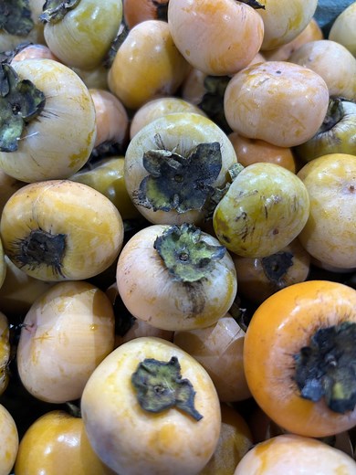 Persimmon seed winter forecast: What do they predict for the Ozarks?