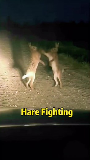 It's so exciting😄#hare #rabbit #fight #wildanimals #animals #fyp #foryou
