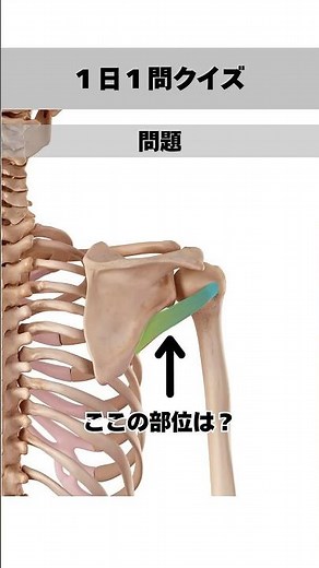 【筋肉×解剖学】１日１問クイズ