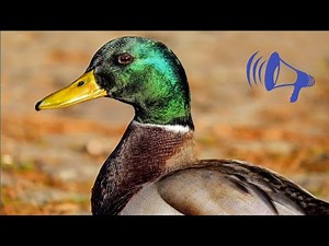 DUCK Sounds for Dogs, Duck Noises for Dogs 🦆Duck Sounds to Attract Dogs, Duck Quack Sound Effect 🔊