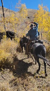 Doctoring a calf foot #animalcare #calves #WesternColorado #Colorado #viral #cowboy #horses #horse #cows #western | Tucker Daubs