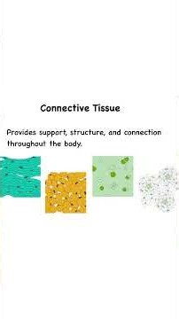 Four Tissue Types of the Body - Brief Overview | Epithelial, Connective, Muscular, and Nervous