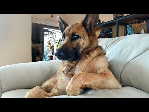 The Most Dramatic Dogs are Waiting for You here!😮🤣 FUNNIEST Animal Videos