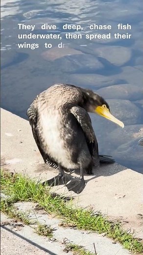 Cormorant🐤 genus Phalacrocorax