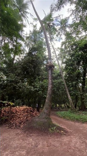 African coconut tree climbing #tanzania #daressalaam