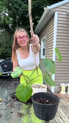 Creating a natural trellis for my baby monstera using sticks! 🌱✨ Follow along to see how this
