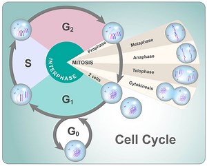 Origins of Cell Compartmentalization | AP Biology | Biology Dictionary