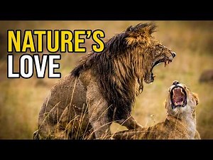 Lion Love Story in the Wild 🦁 Rare Mating Behavior Explained