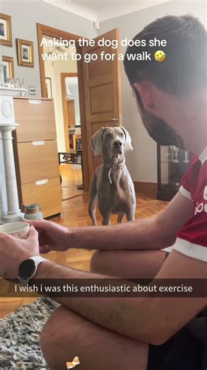Dogs like to go for walks#usa🇺🇸 #funny #dog #dogsoftiktok #tiktok