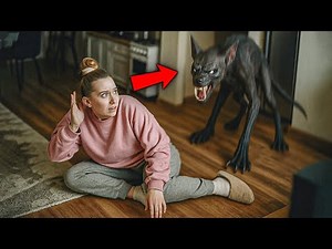 Wild Animals Breaking Into Homes — Caught on Camera!