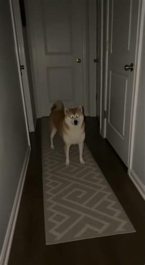 🐶 Shiba screams at 3AM POV — my dog is broken