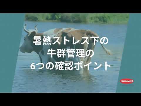暑熱ストレス時の牛群管理の、飼養面からの6つの確認ポイント