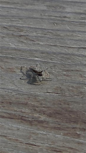 Jumping spider 🇲🇽 Mexico