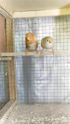 🍊 Orange Breasted Finch #orange #breasted #finch #zebra