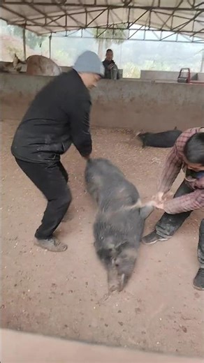 Amazing Boar Catch By Hand #catch #catching #pig #boar #animal #pigfarmvideo #farmlife #wildlife