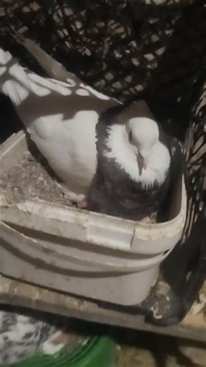 Birth of a baby pigeon