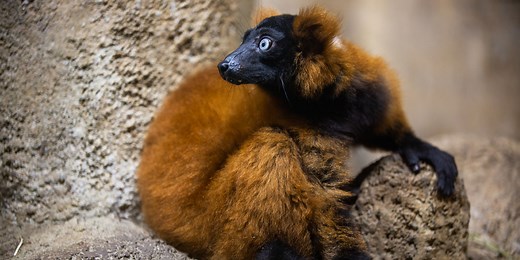 Red ruffed lemur