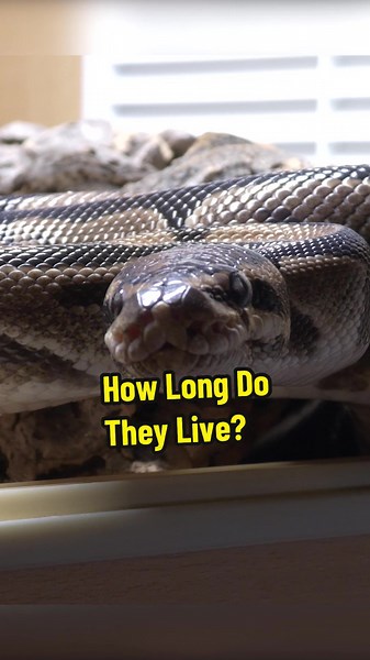 Reptiles and Research on TikTok