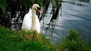 Ireland, Landscape, Nature