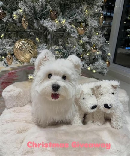 Adorable Westie #westiepuppies west highland white Terrier puppies #westhighlandwhiteterrier