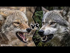 Coyote vs Wolf - Who Would Win A Fight?