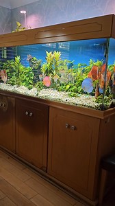 These huge discus were absolutely captivating! Can't wait to share the full video on YouTube, coming out in a few weeks time. #aquarium #pond #aquariumhobby #aquariummaintenanceservice #aquariummaintenance #aquascape #fish #fishtank #fishkeeping #aquatic #aquariums #ponds #aquaticelements | Aquatic Elements