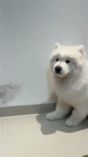 Samoyed's Unbeatable Spirit: Laughter After Destruction