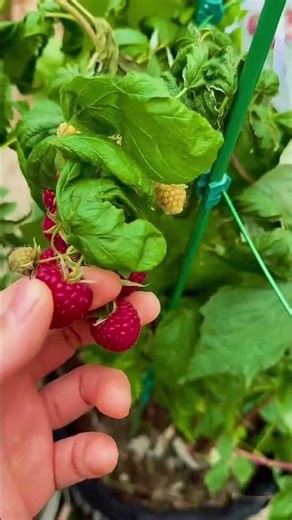 picking ripe red raspberries directly from green bushes in garden for healthy fruit consumption