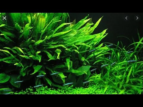 How to Care for the Microsorum pteropus plant in an aquarium