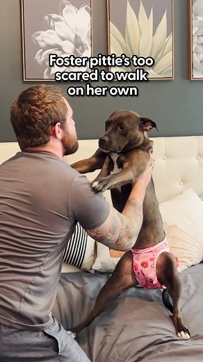 The Dodo on Instagram: "The moment she's brave enough to hop onto the bed for cuddles 🥰 Faith's foster mom, @kait.fosterlife, told us how Faith was too scared to walk or even go potty at first, but after time, patience, and love, she's became a completely different dog! Wait to see her little snaggletooth when she's being silly ❤️ To inquire about adopting Faith, reach out to @happypawshavenco."