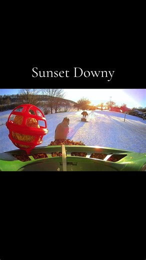 #newyear #viral #birdtok #caughtonbirdfy #foryoupage