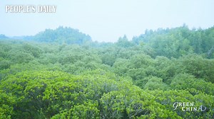 The mangrove forest along the estuary of Shenzhen River in south China’s Guangdong Province is a special ecosystem serving as a transition from land to sea. As a "green island" wholeheartedly protected by locals, it guards the health of urban ecosystem as return. #GreenChina | VideoChina
