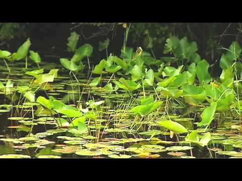 Cheraw State Park Golf Course Overview