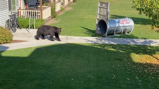3.6K views · 67 reactions | Bear in midtown Missoula: Wildlife officials tried to lure a black bear into a trap outside some apartments off Russell Street in Missoula this morning. Eventually they were able to tranquilize it and move it out of town. Thanks to Jessica Lynn for sharing this video! Chime In wildlife photos and videos (taken from a safe distance!): https://nbcmontana.com/chimein | NBC Montana | Facebook