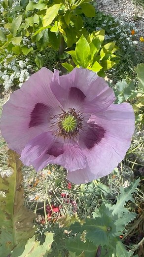 2.9K views · 26 reactions | Get ready for a super bloom next spring!...