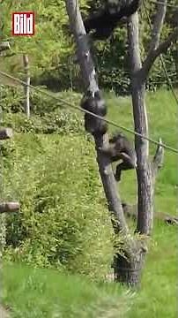 Affen treiben ehemaligen Anführer in den Tod #Shorts