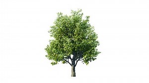 Trees Grow Small Big Growing Tree Stock Footage Video (100% Royalty-free) 1110899705 | Shutterstock