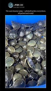 Massive Softshell Turtle Haul – Ready for Market | #fishing #turtles #softshellturtle