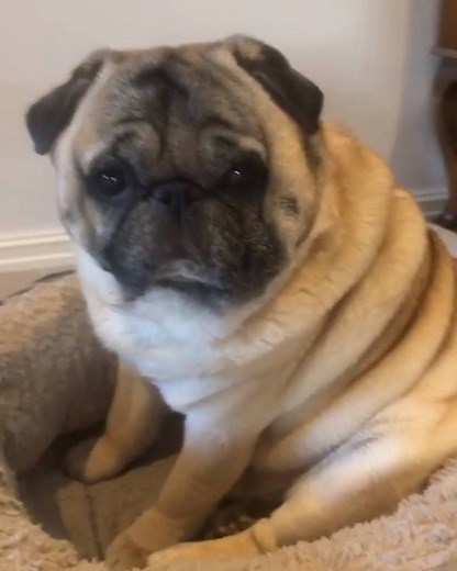 2.1M views · 31K reactions | The puggiest pug you'll ever see  Credit: IG @thepugwithrolls | VT | Facebook