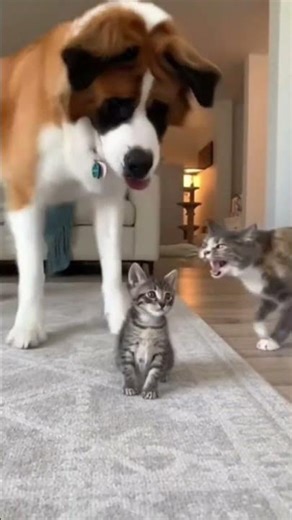 One Scream, Dog Down 😂 #cat #dog #shorts