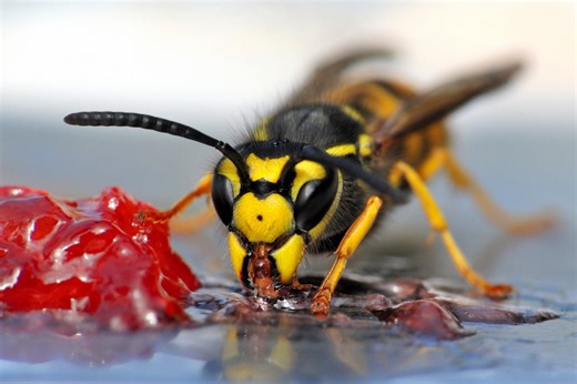 Scientist reveals three things you can do to avoid a wasp sting