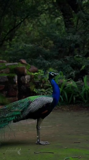 1.3K reactions · 273 shares | Nature at its best ❤️ #nature #viral #trending #peacock | Nibedita Das | Facebook
