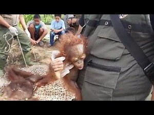 Baby Orangutan Scream Every Time in Rescue ‼️#babyorangutan #cutebaby #adorablebaby #poorbaby