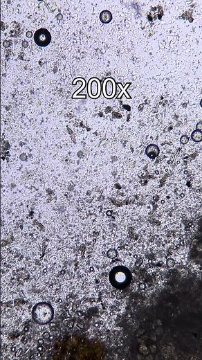 A Bun Under a Microscope – Hidden Structure of Bread Revealed