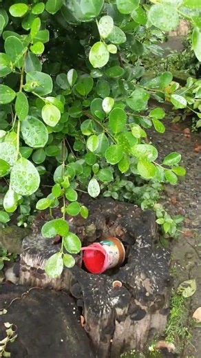 Beringin Jepang di Rumah Pak Sukardi