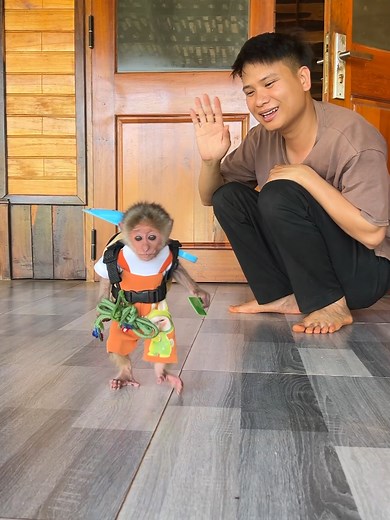 Baby monkey Moon says goodbye to her father to go hiking. #monkey #babymonkey #cutemonkey #cuteanimals #monkeydluffy #monkeysoftiktok #usa_tiktok #usa🇺🇸