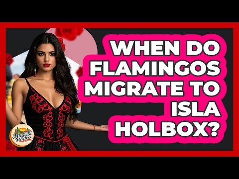 When Do Flamingos Migrate To Isla Holbox? - Magical Mexico Moments