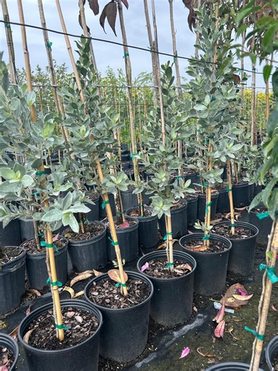 Silver Buttonwood – Conocarpus Erectus Var. Sericeus 10 Inch Pot, Coastal Silver Foliage Tree, Hardy Evergreen Landscape Tree - Etsy