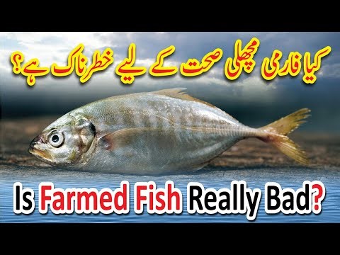 Is Farmed Fish Healthy? Myths and Facts Explained | River Fish vs Farmed Fish