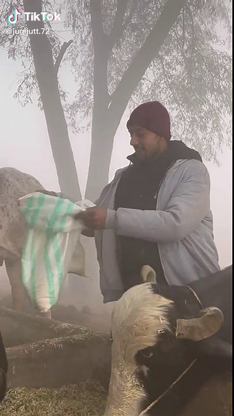 Cattle Interaction in Foggy Farm Setting